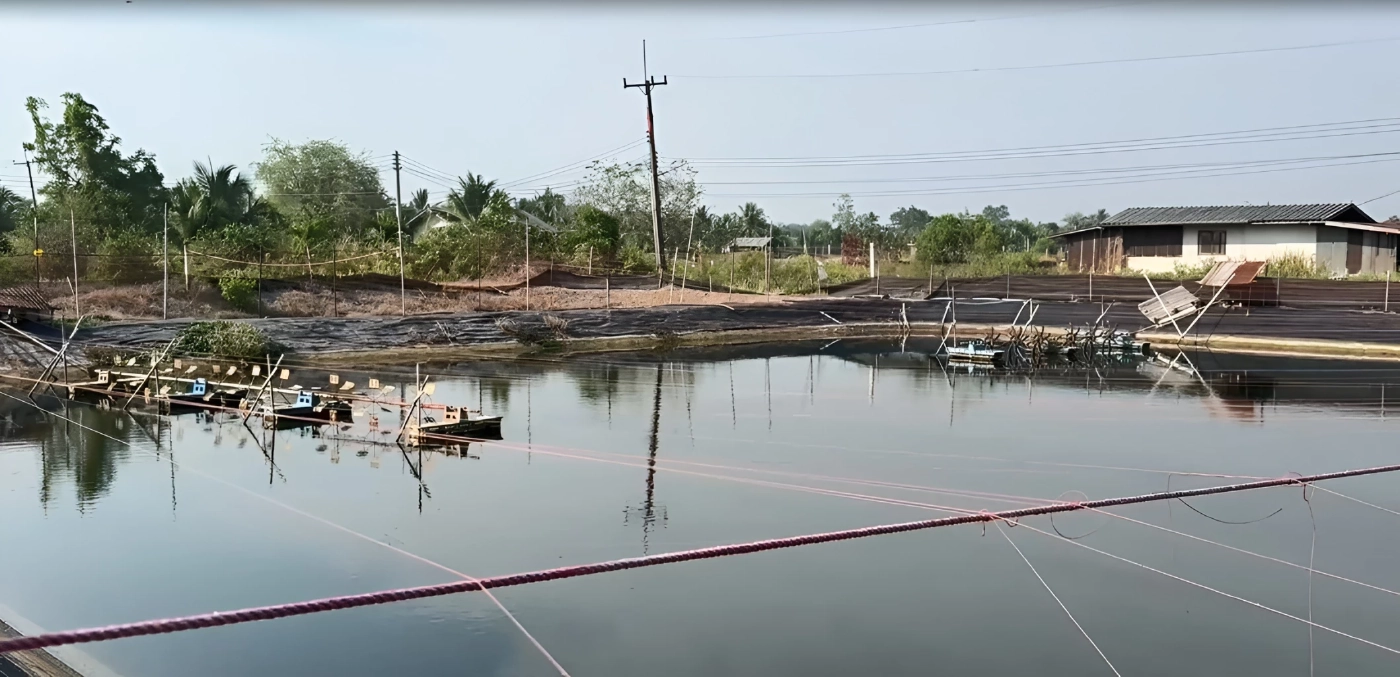 คนเลี้ยงกุ้งฉะเชิงเทราโอด! "ดีเซล-แก๊สโซฮอล์ " ขาดตลาด เสียหายยกบ่อ (มีคลิป)