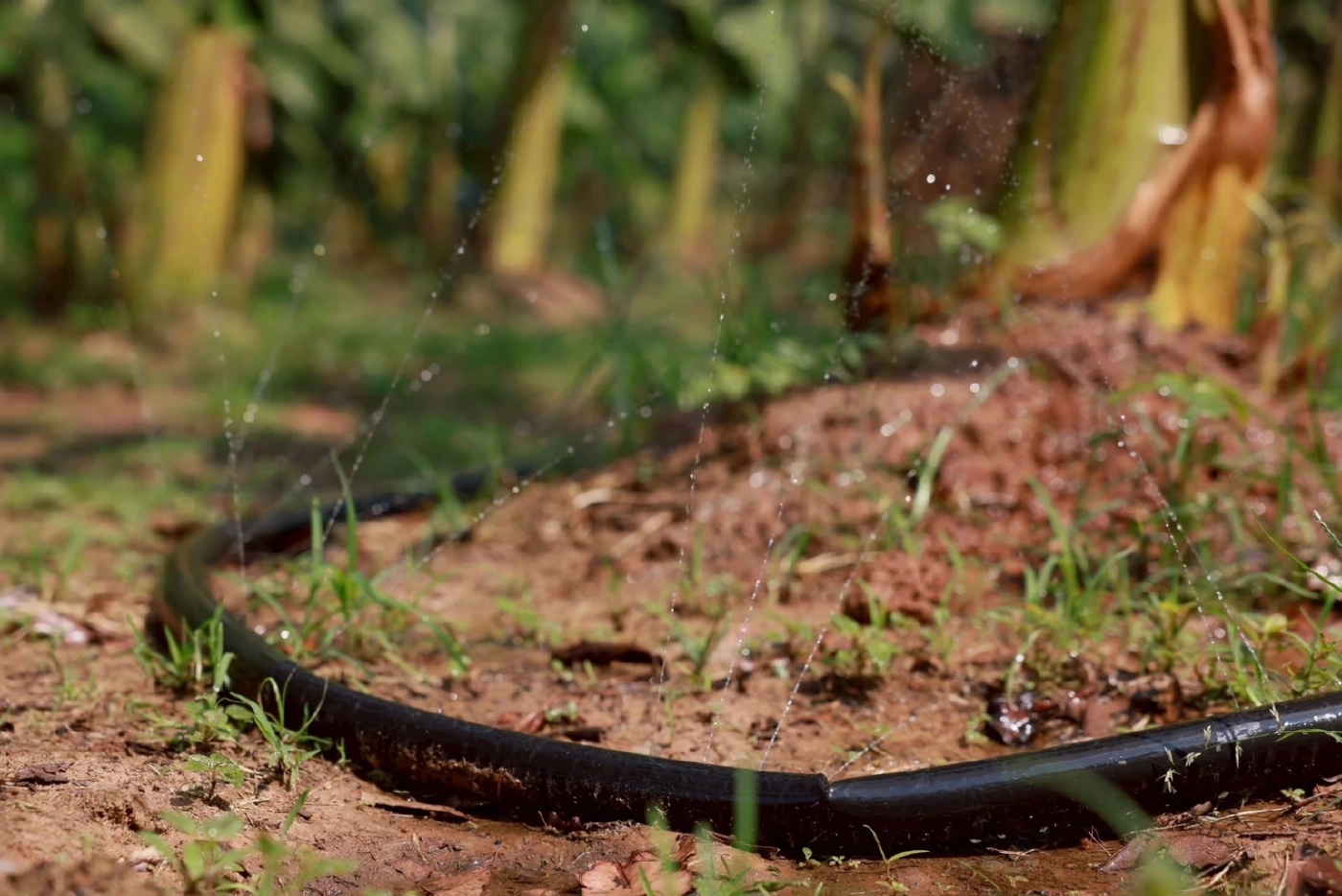 ธ.ก.ส. ดันวิสาหกิจชุมชนเป็นเกษตรหัวขบวน หนุนการแปรรูปสร้างมูลค่าเพิ่ม