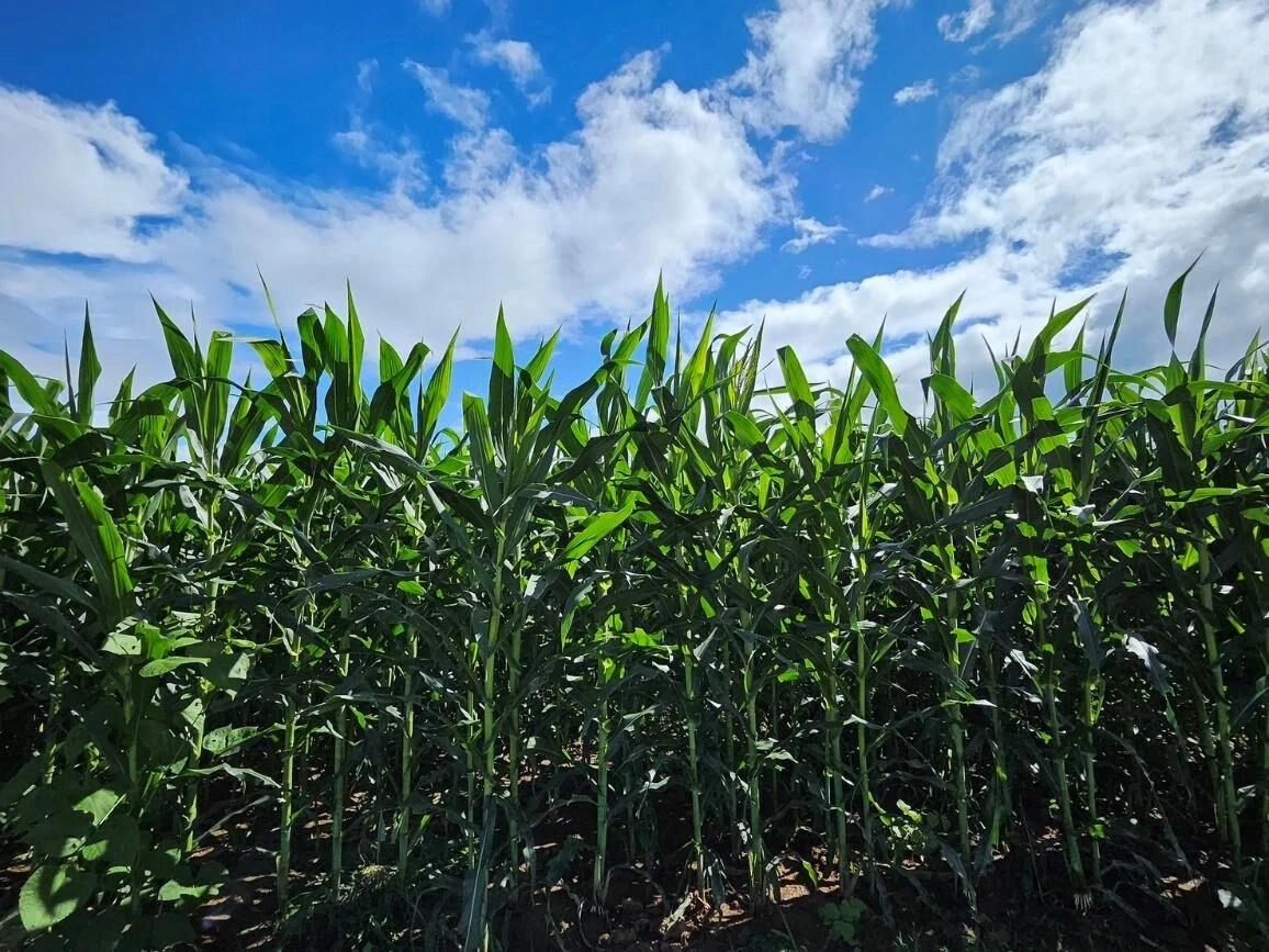 ซีพีเร่งห่วงโซ่อุปทานเกษตร ใช้ Traceability–คาร์บอนต่ำ ยกระดับสู่ตลาดโลก