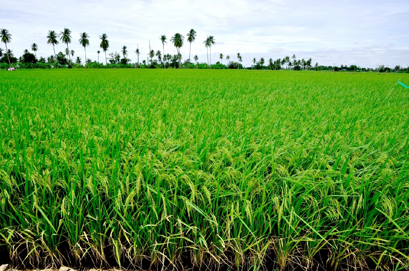 ซีพีเร่งห่วงโซ่อุปทานเกษตร ใช้ Traceability–คาร์บอนต่ำ ยกระดับสู่ตลาดโลก