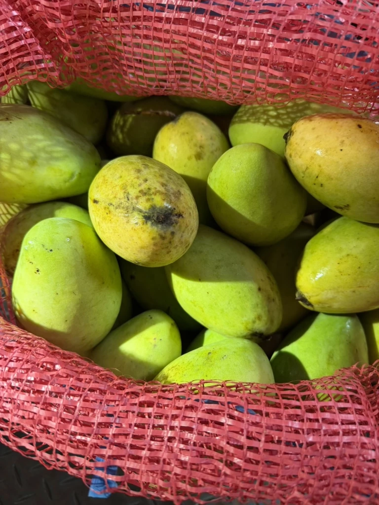 กรมศุลกากร แจงยิบ ปมนำเข้ามะม่วง "กัมพูชา"