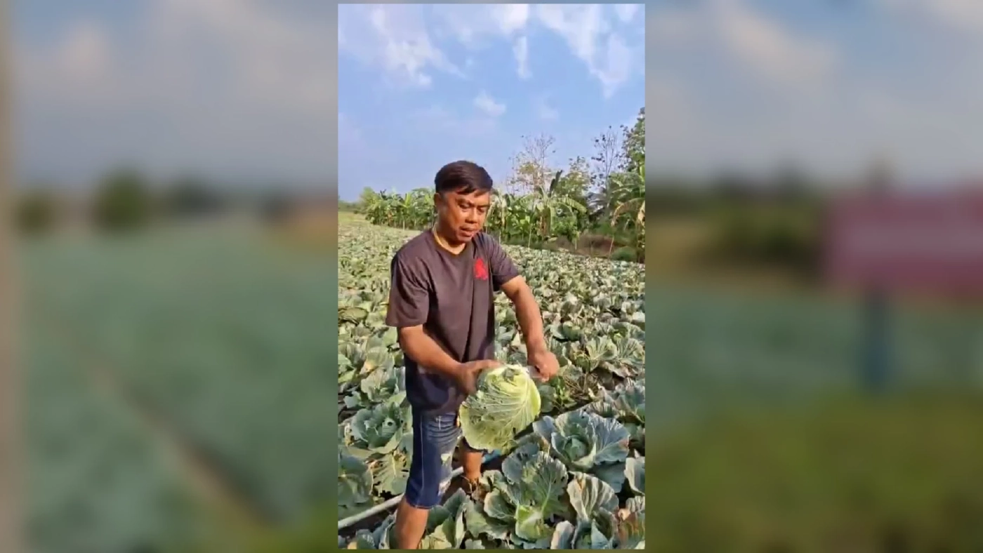 "กะหล่ำปลี" ราคาดิ่งหนักรอบหลายสิบปี พ่วงพิษน้ำมันขาดแคลน