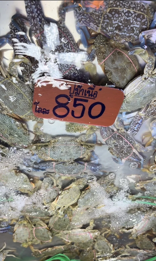 วิกฤตน้ำมัน ทำปูม้าพุ่งโลละ 850! แม่ค้าปากน้ำโอด กว่าจะได้ขายวิ่งหาน้ำมัน 7 ปั๊ม