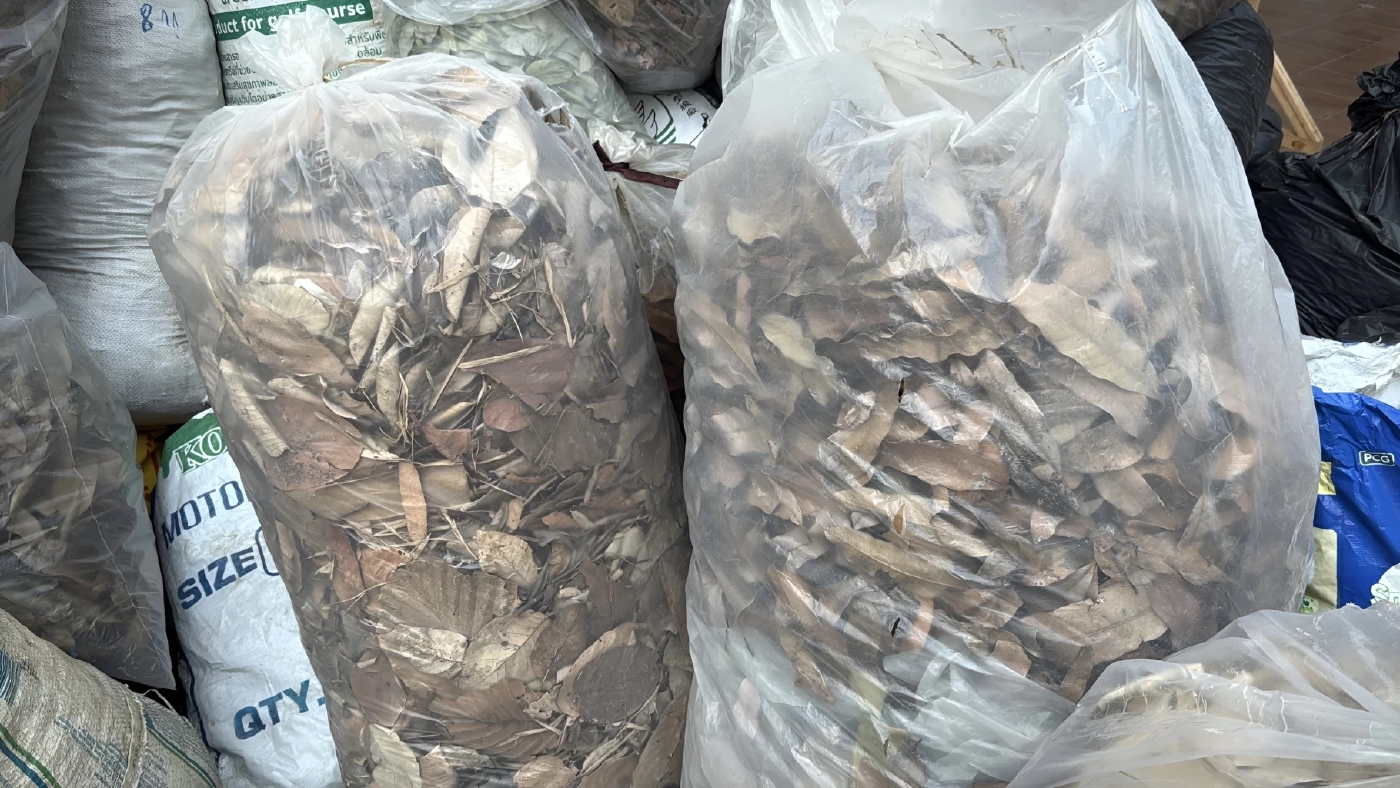 เชียงใหม่ไอเดียเจ๋ง! เปิดตลาดนัด "ใบไม้แลกไข่" สันกำแพงโมเดล สกัดเผาป่า-ลดค่าครองชีพสู้พิษเศรษฐกิจ