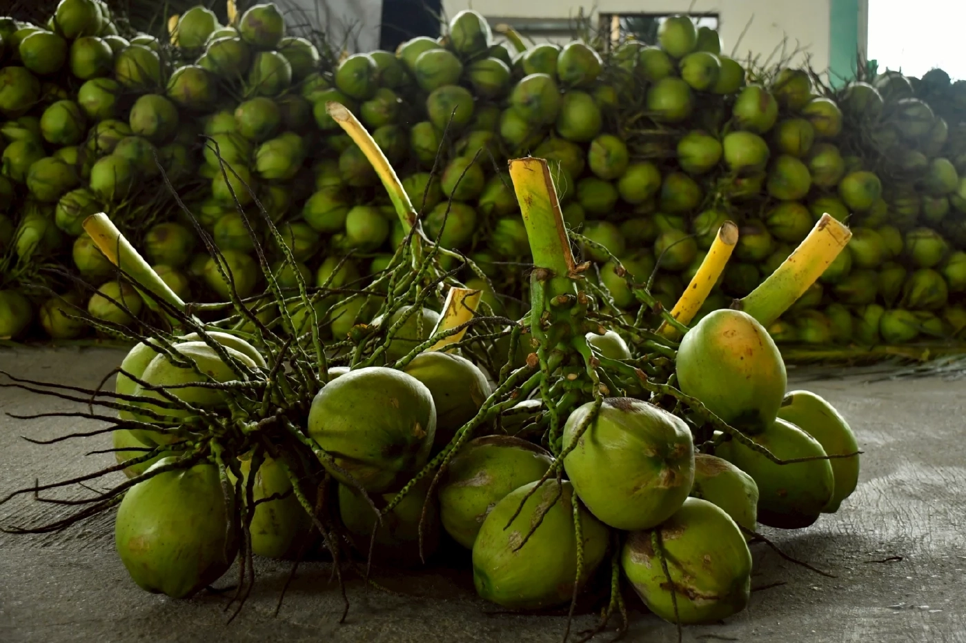 "สหกรณ์"หนุนแนวคิด "ล้งกลาง" มะพร้าวน้ำหอม ปลดแอกถูกกดราคา