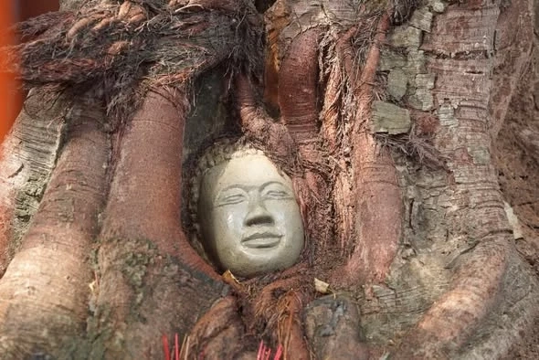 โซเชียลเดือด! วัดกัมพูชาสร้าง ‘เศียรพระในต้นโพธิ์’ เลียนแบบวัดมหาธาตุอยุธยา