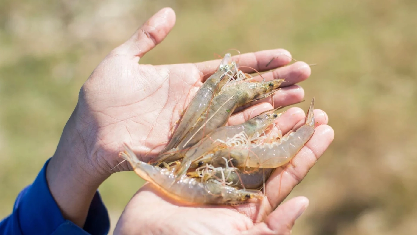 กุ้งไทยมีเฮ ภาษีทรัมป์รอบใหม่แข่งได้ฉลุย เกษตรกรมั่นใจลงเลี้ยงเพิ่มดันผลผลิตทะลุ 4 แสนตัน