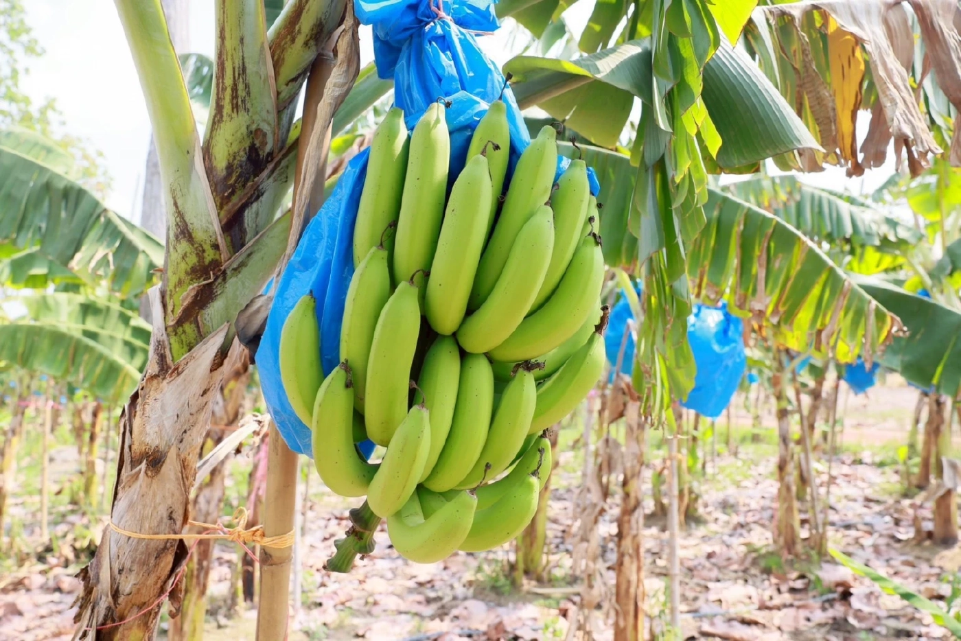 ธ.ก.ส. ดันวิสาหกิจชุมชนเป็นเกษตรหัวขบวน หนุนการแปรรูปสร้างมูลค่าเพิ่ม