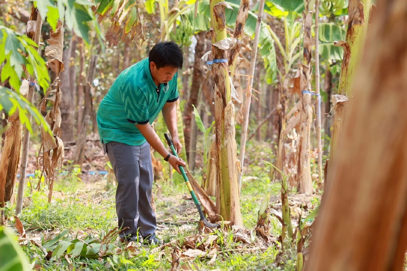ธ.ก.ส. ดันวิสาหกิจชุมชนเป็นเกษตรหัวขบวน หนุนการแปรรูปสร้างมูลค่าเพิ่ม
