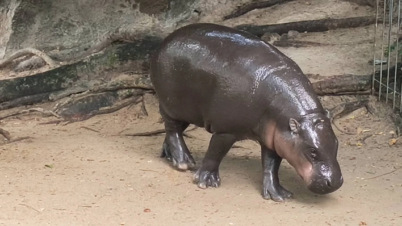 ดรามาสนั่น นักท่องเที่ยวหิวคอนเทนต์ โดดลงบ่อ "หมูเด้ง"