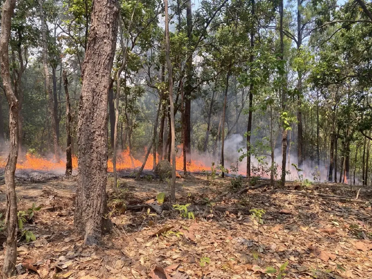 สั่งลุยแก้ไฟป่า! "รัฐบาล" ยกระดับเชิงรุก ตั้ง War Room เข้มข้นทุกพื้นที่