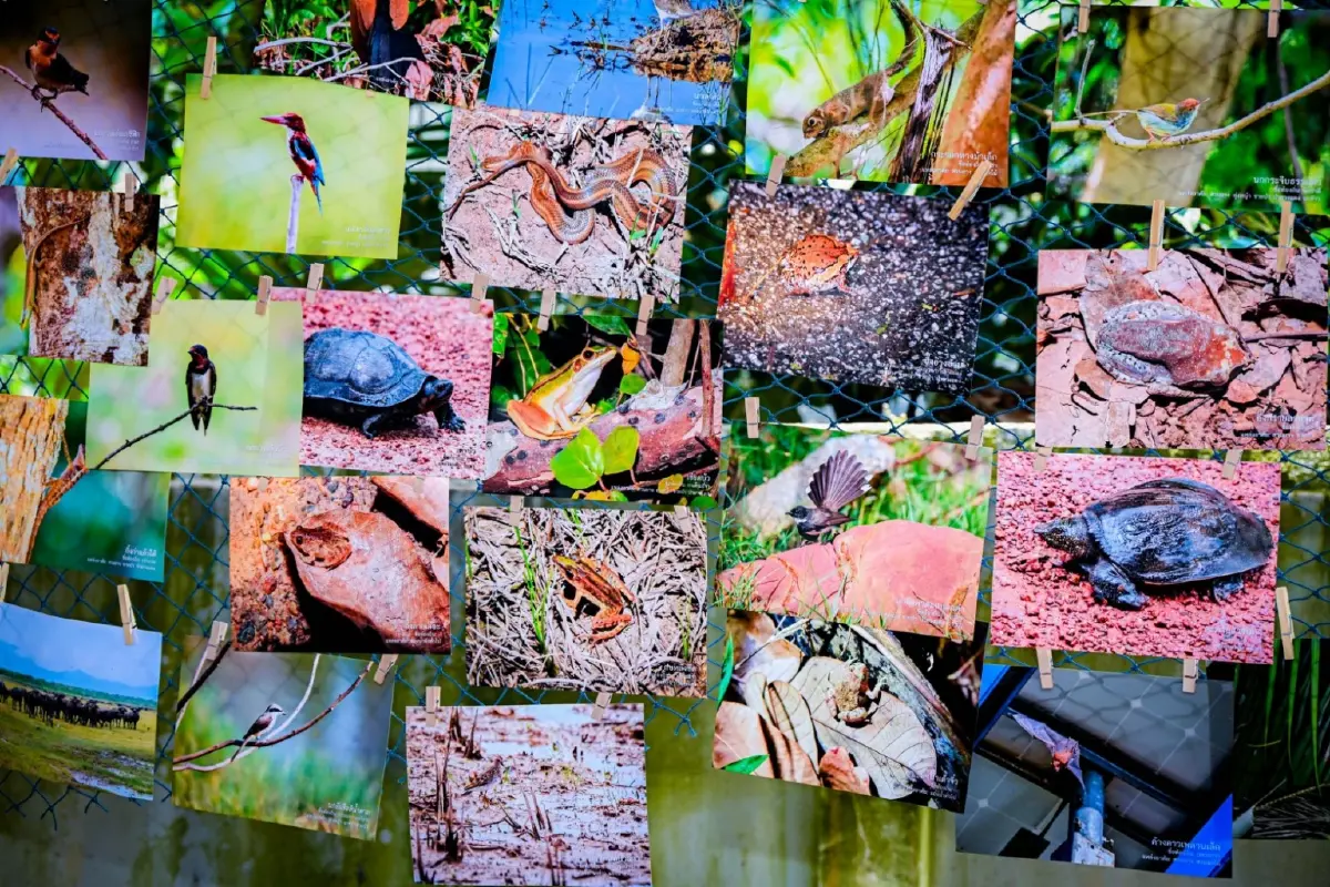 "พรุลานควาย" รอยต่อปัตตานี-ยะลา เมื่อรัฐดันขึ้นทะเบียน Ramsar Site แต่คำตอบสุดท้ายอยู่ที่ "ฮูกุมปากัต"