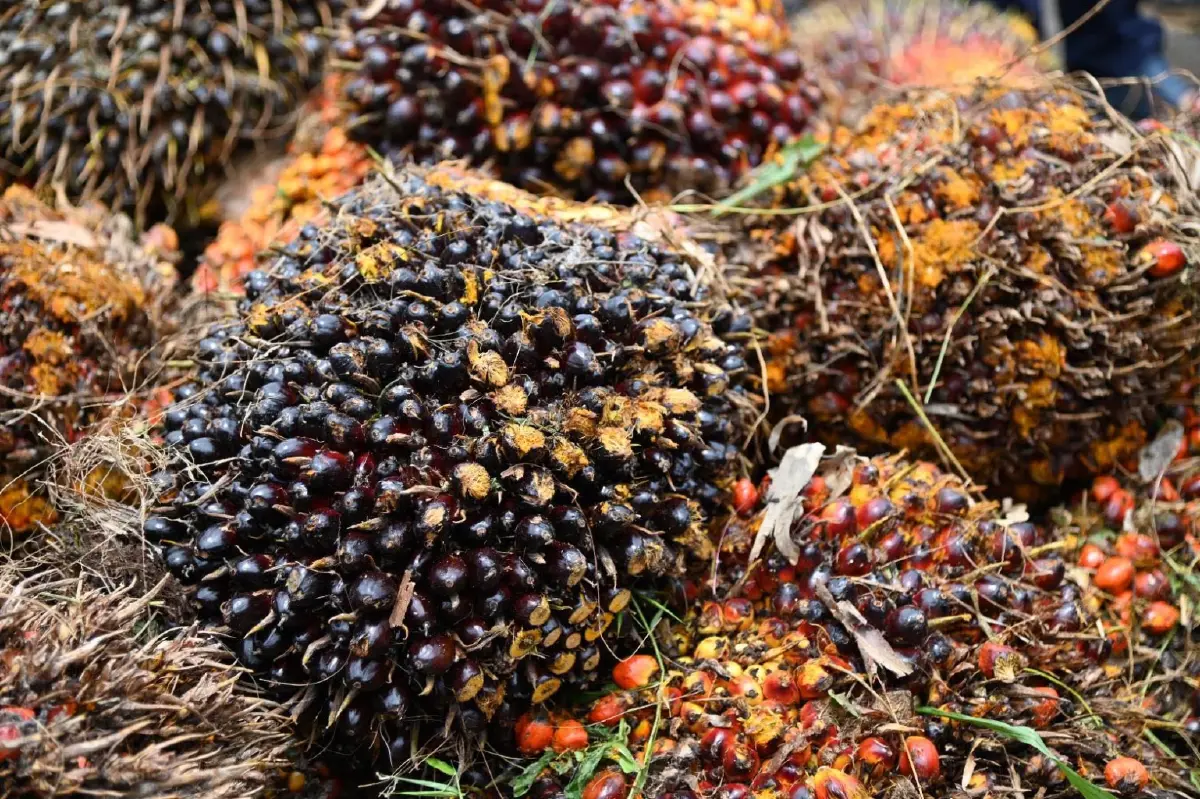 พาณิชย์สั่งคุมเข้มรับซื้อปาล์มหลังสงกรานต์สกัดกดราคา