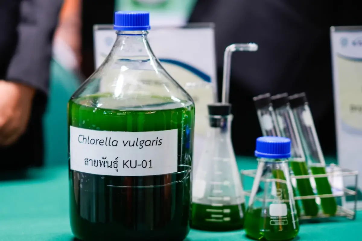 สุดว้าว!! ไทยใช้จุลสาหร่าย KU01 ผลิตน้ำมันได้มากกว่าปาล์ม 16 เท่า