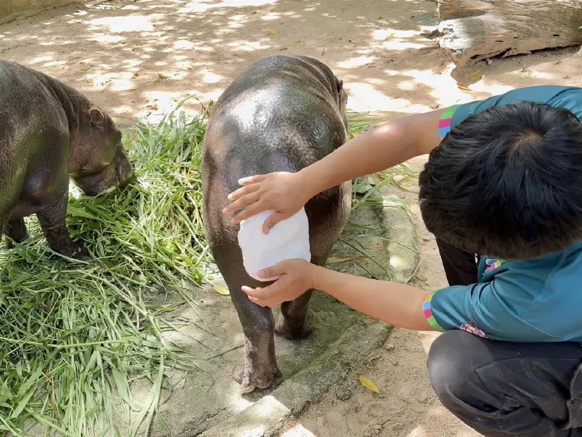 ฉลองวันเกิด ครบ 2 ขวบ เปิดพรีออเดอร์รอยประทับหาง "หมูเด้ง"