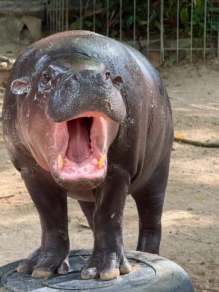 เบิร์ดเดย์ หมูเด้ง 2 ขวบ คึกคัก! เปิดแผน Hippo Village 75 ล้าน