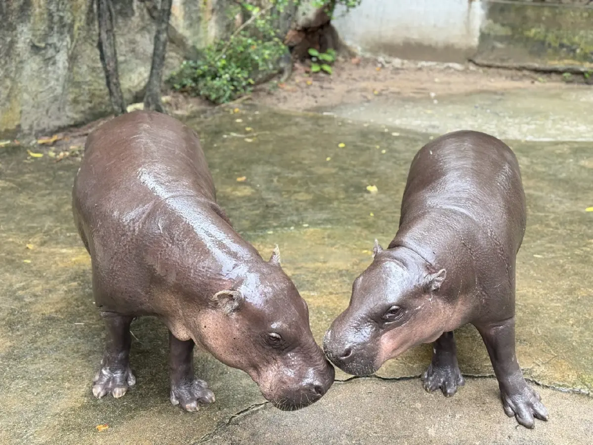 เบิร์ดเดย์ หมูเด้ง 2 ขวบ คึกคัก! เปิดแผน Hippo Village 75 ล้าน
