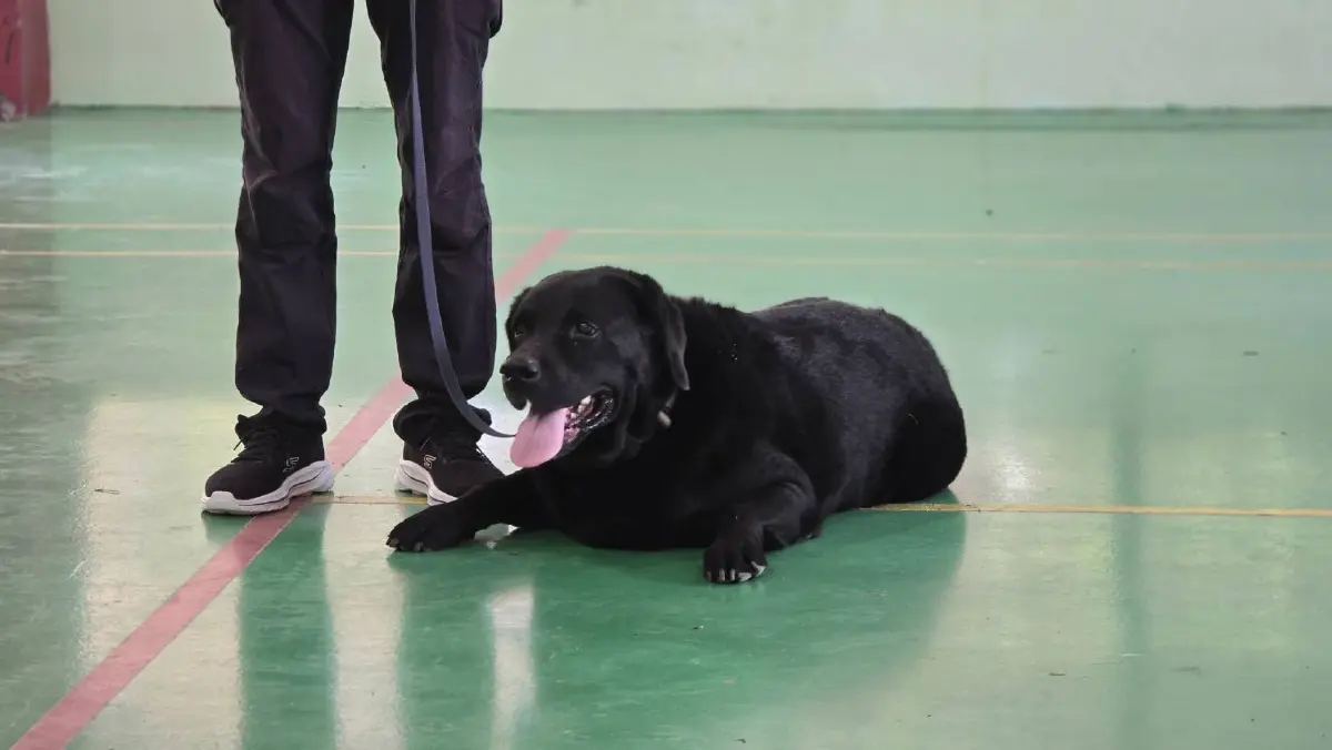 ส่องภารกิจ K9 สุนัขตำรวจ ตชด. สแกนบึ้ม-ยาเสพติด เสริมทัพสนามบิน