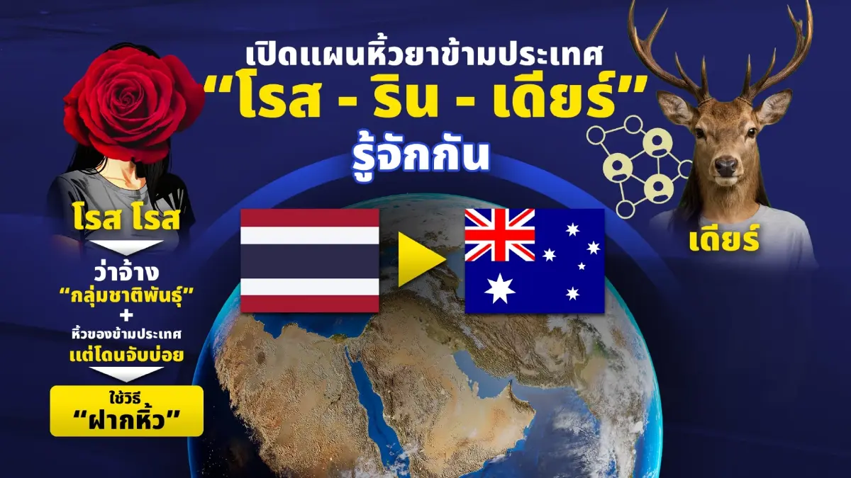 กราฟิกขบวนการเครือข่ายแอร์มีนา