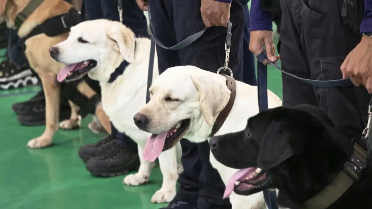 ส่องภารกิจ K9 สุนัขตำรวจ ตชด. สแกนบึ้ม-ยาเสพติด เสริมทัพสนามบิน