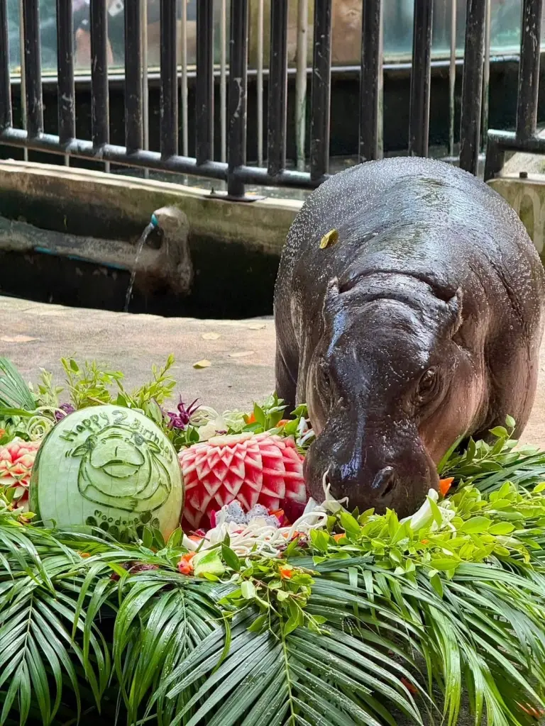 เบิร์ดเดย์ หมูเด้ง 2 ขวบ คึกคัก! เปิดแผน Hippo Village 75 ล้าน