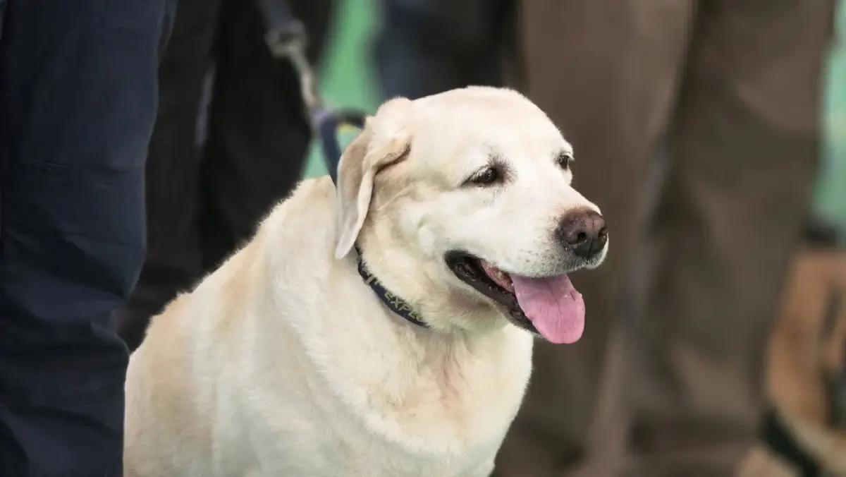 ส่องภารกิจ K9 สุนัขตำรวจ ตชด. สแกนบึ้ม-ยาเสพติด เสริมทัพสนามบิน