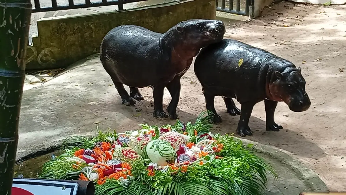 เบิร์ดเดย์ หมูเด้ง 2 ขวบ คึกคัก! เปิดแผน Hippo Village 75 ล้าน