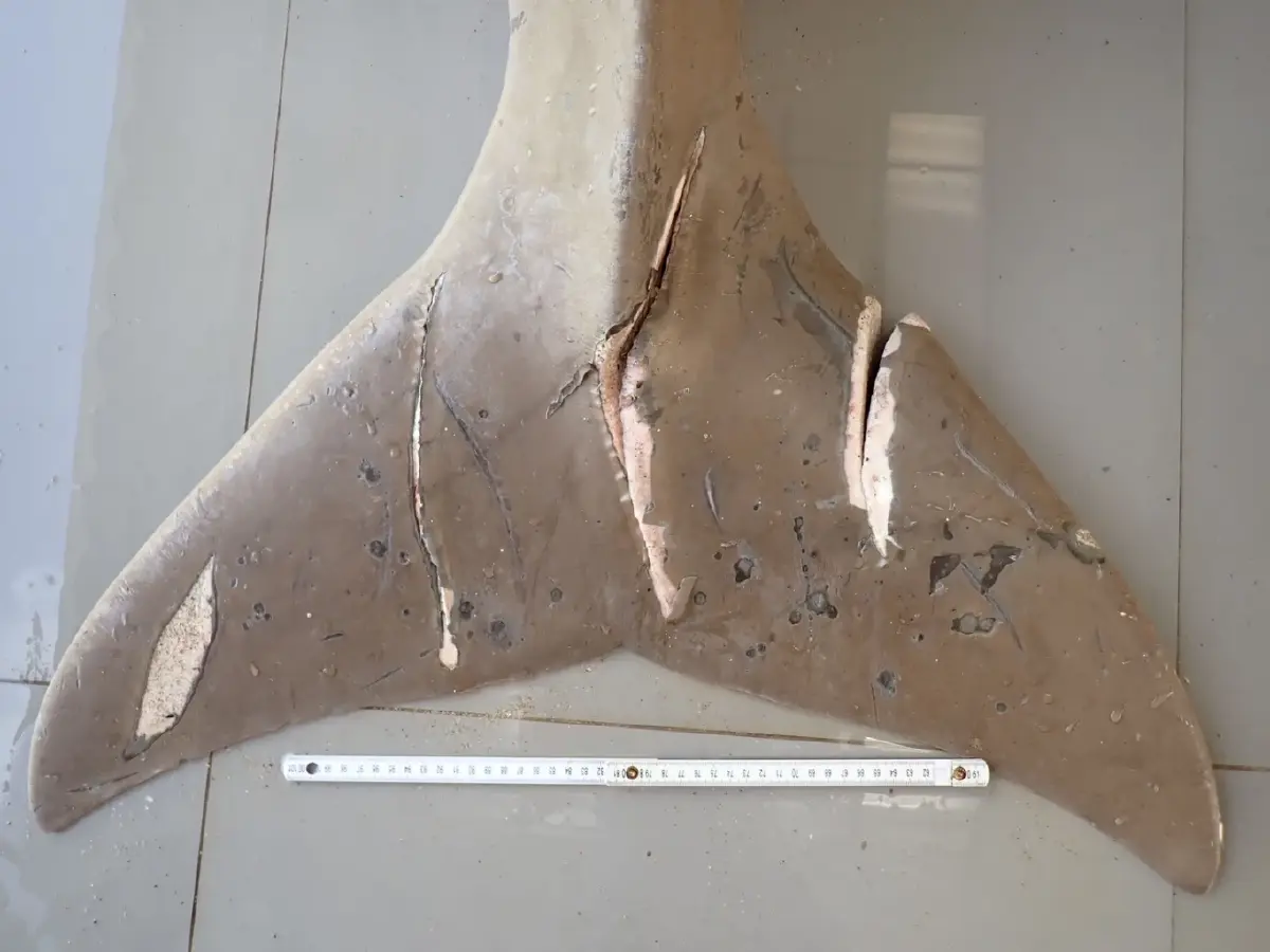 "กรมทะเล"ยกระดับ“SAVE OUR DUGONG“คุม12 พื้นที่เสี่ยง เซฟพะยูน