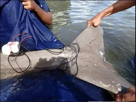 "กรมทะเล"ยกระดับ“SAVE OUR DUGONG“คุม12 พื้นที่เสี่ยง เซฟพะยูน