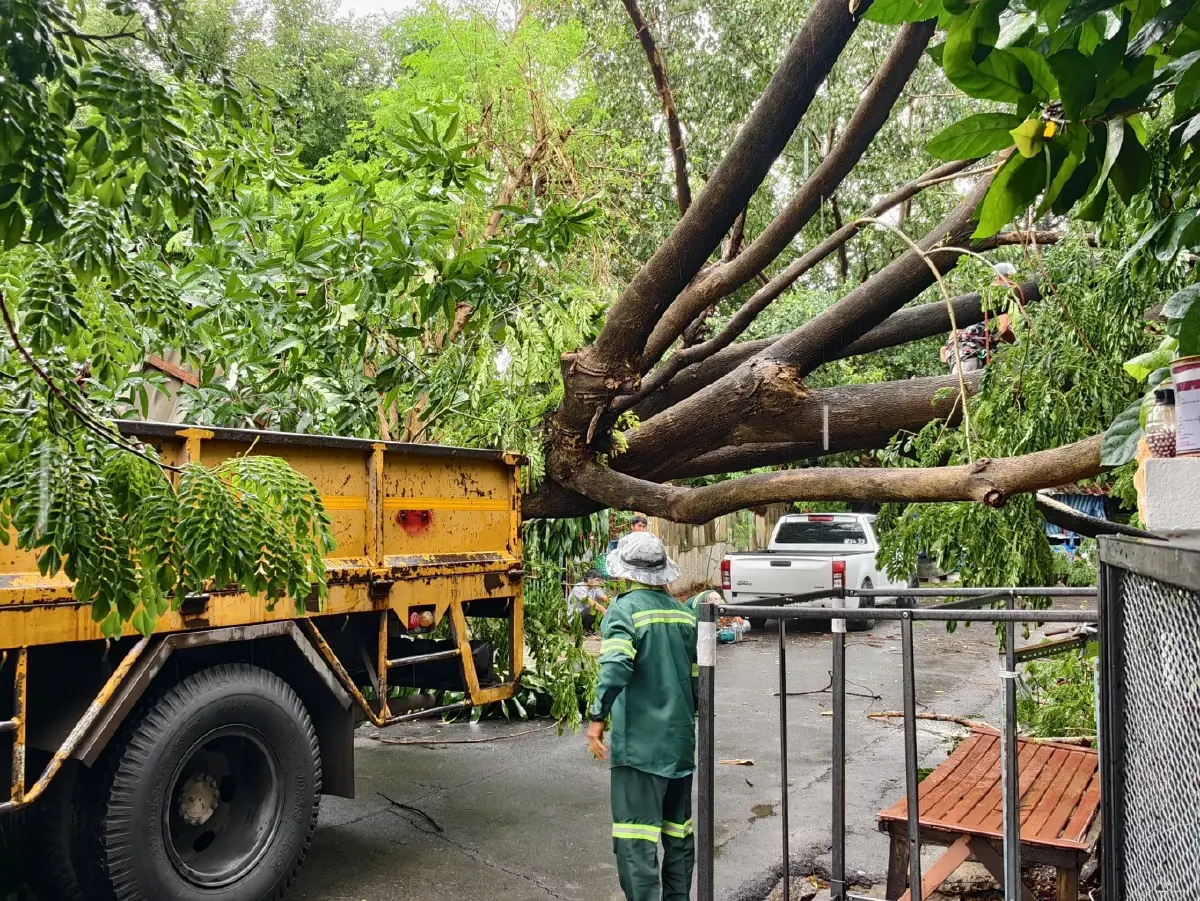 "ชญาดา" ส.ก.คันนายาว รุดลงพื้นที่! "พายุฝนถล่ม ต้นไม้ใหญ่ล้มทับบ้าน 2 หลัง