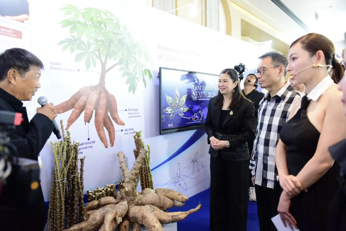 พาณิชย์ x สสว. จัด Thai Tapioca Nexus 2026 ดันส่งออกมันสำปะหลัง 2,600 ล้าน