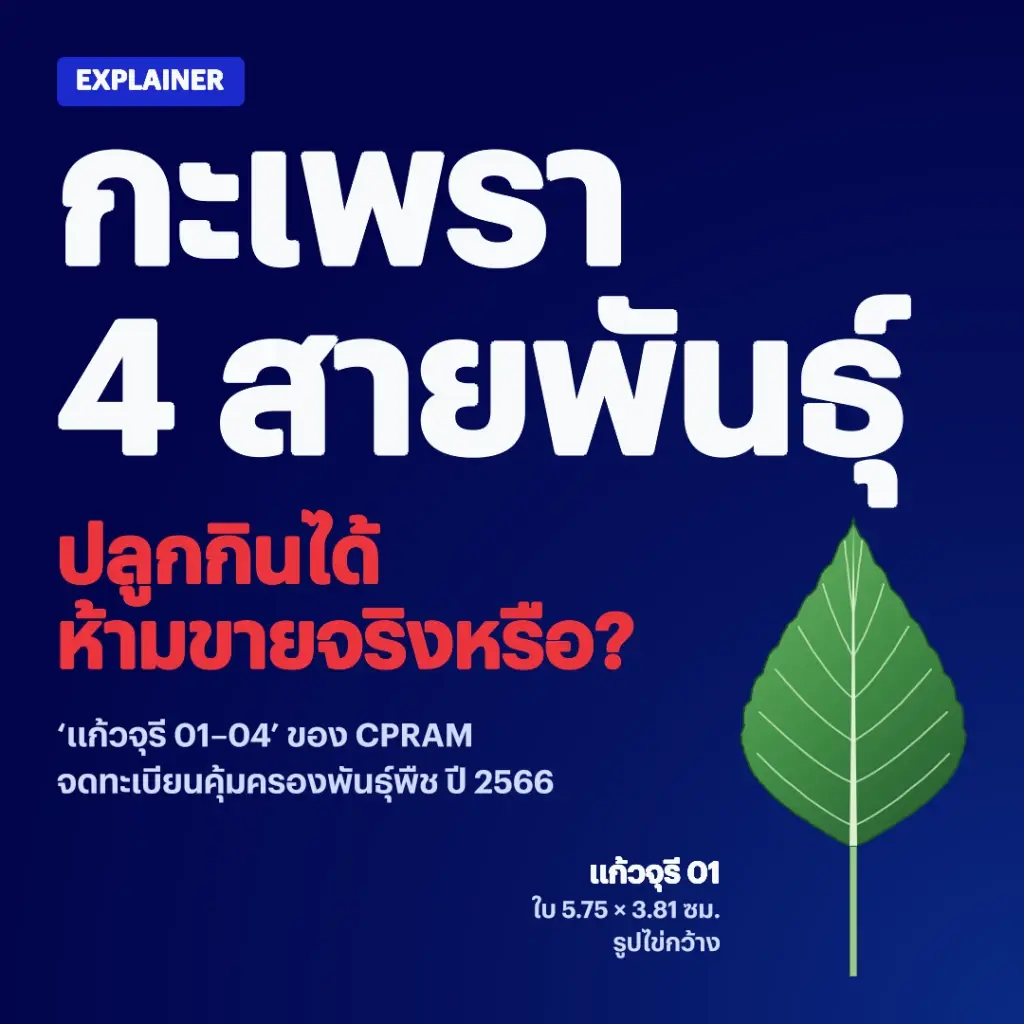 ถอดรหัสกะเพราไทย 4 สายพันธุ์ใหม่ ผูกขาดจริงหรือข่าวปล่อย