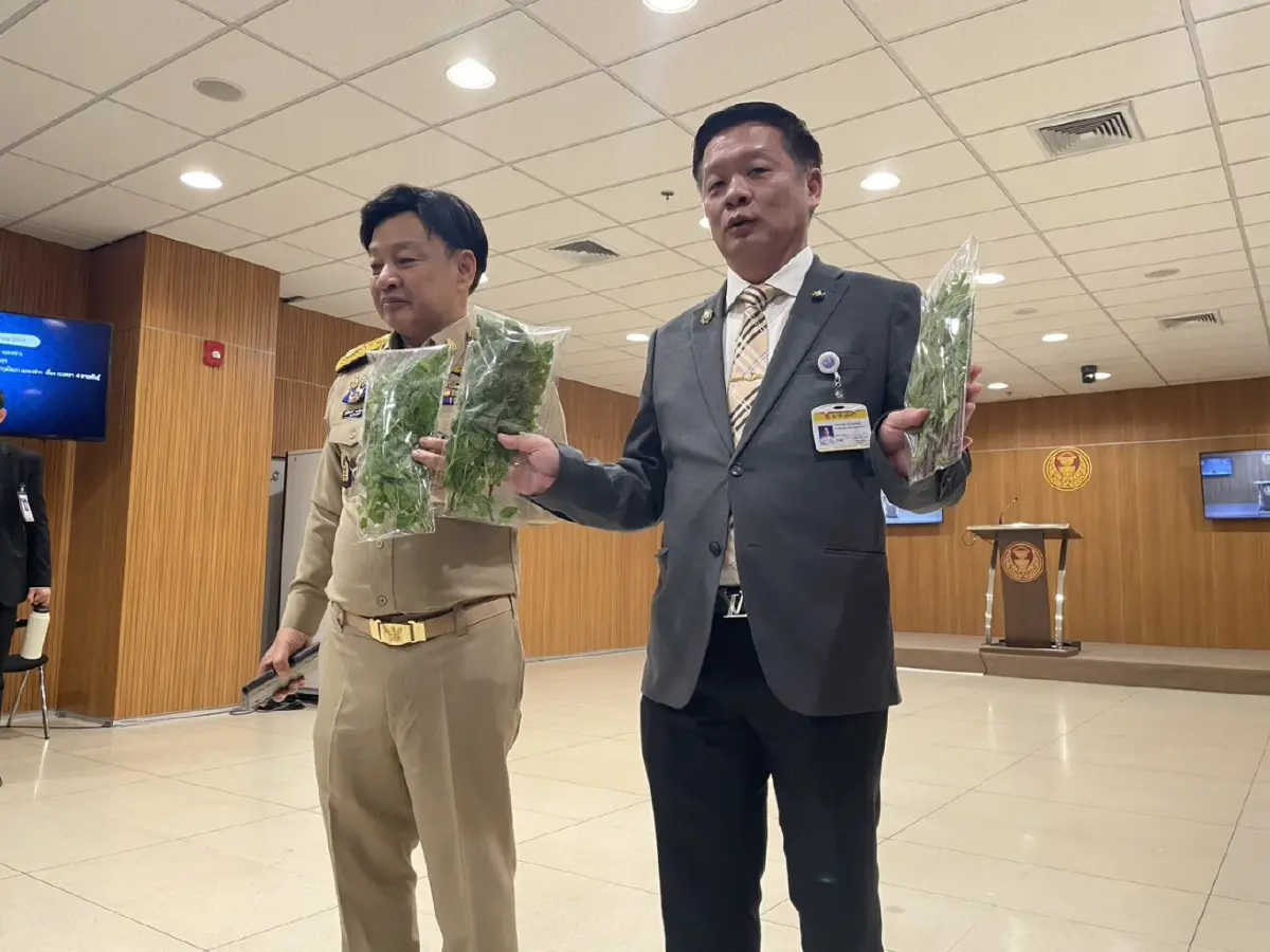 "สว." ออกโรงป้อง "กะเพราไทย" กังวลผูกขาด-จี้รัฐแจงสิทธิปลูกให้ชัด ยัน "กะเพรา" เป็นพืชสมบัติชาติ