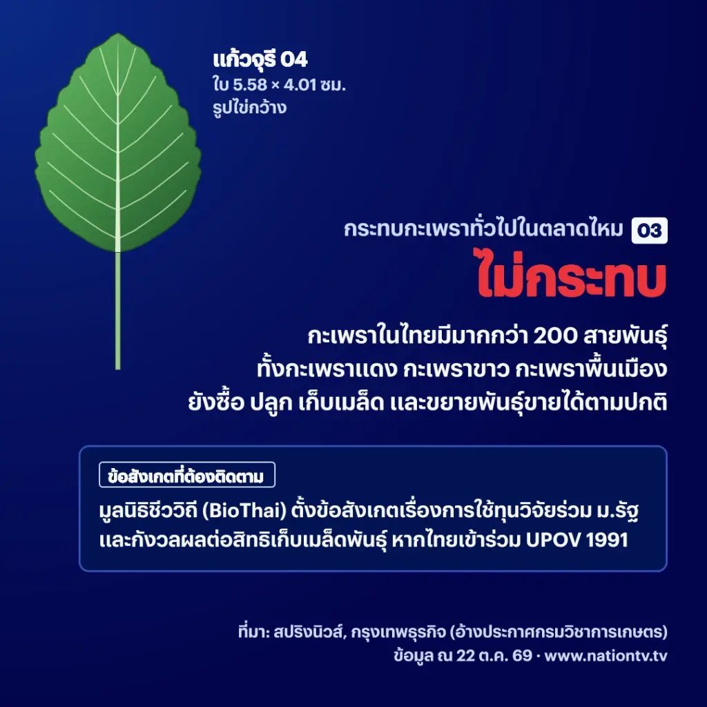 ถอดรหัสกะเพราไทย 4 สายพันธุ์ใหม่ ผูกขาดจริงหรือข่าวปล่อย