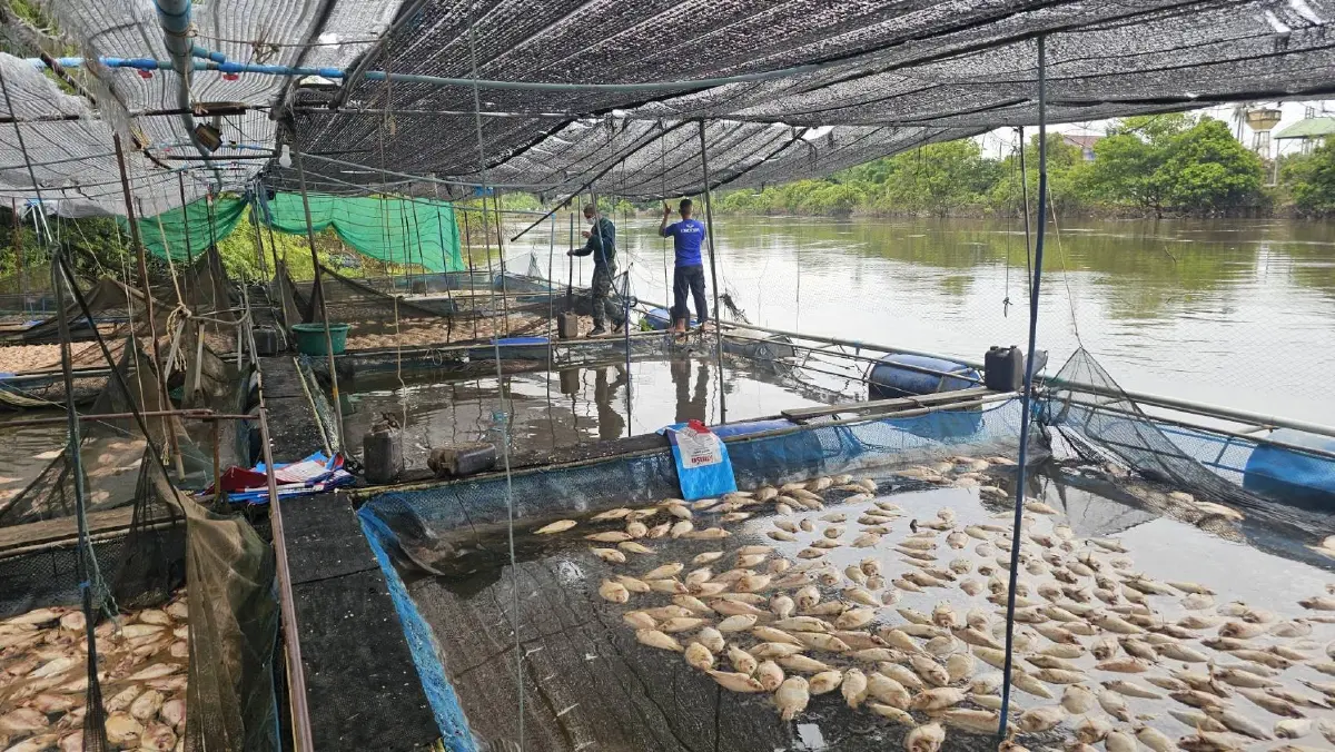 เกษตรกรเลี้ยงปลากระชังวิกฤต แม่น้ำปราจีนบุรีกลิ่นคลุ้ง ซากปลาตายยกกระชัง