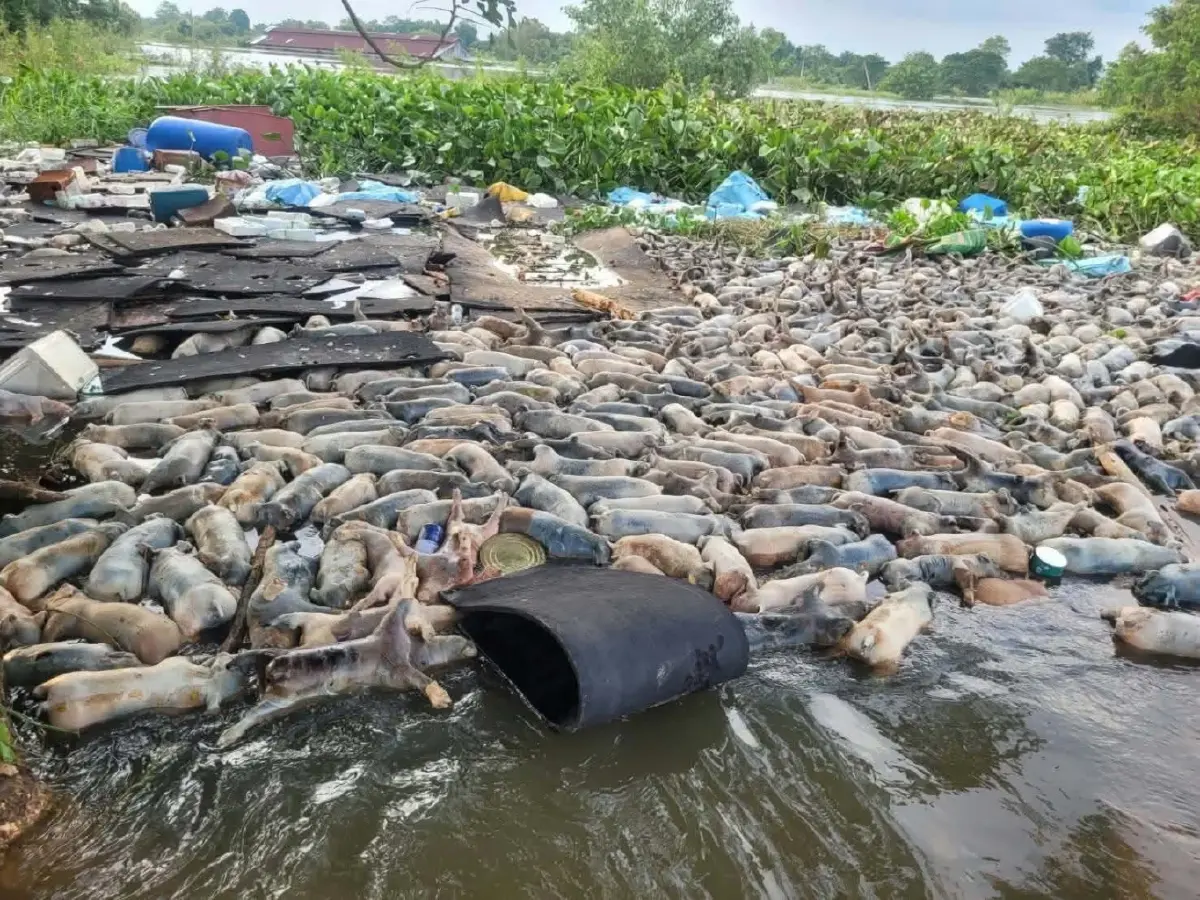 ปศุสัตว์–ปภ. ระดมกำลังเคลื่อนย้ายซากสุกรจมน้ำ 2,000 ตัว ไปฝังกลบ