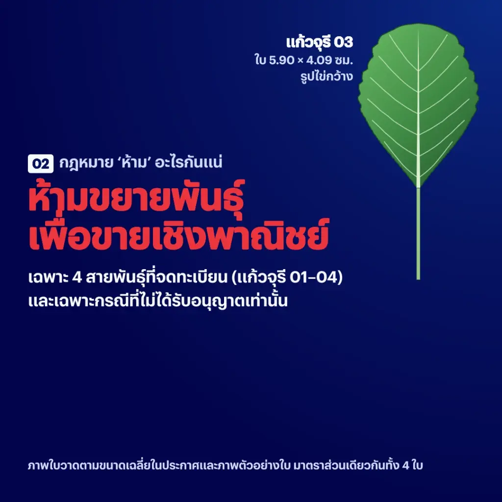 ถอดรหัสกะเพราไทย 4 สายพันธุ์ใหม่ ผูกขาดจริงหรือข่าวปล่อย