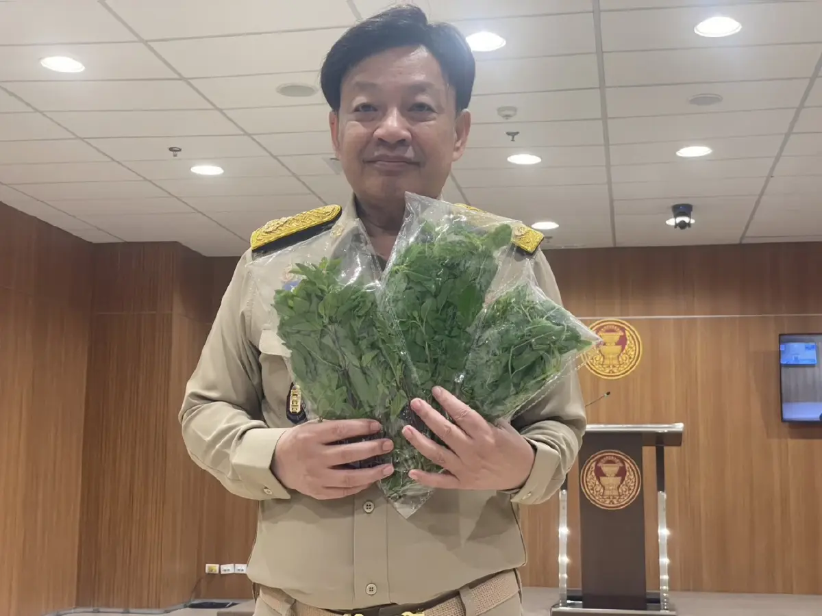 "สว." ออกโรงป้อง "กะเพราไทย" กังวลผูกขาด-จี้รัฐแจงสิทธิปลูกให้ชัด ยัน "กะเพรา" เป็นพืชสมบัติชาติ