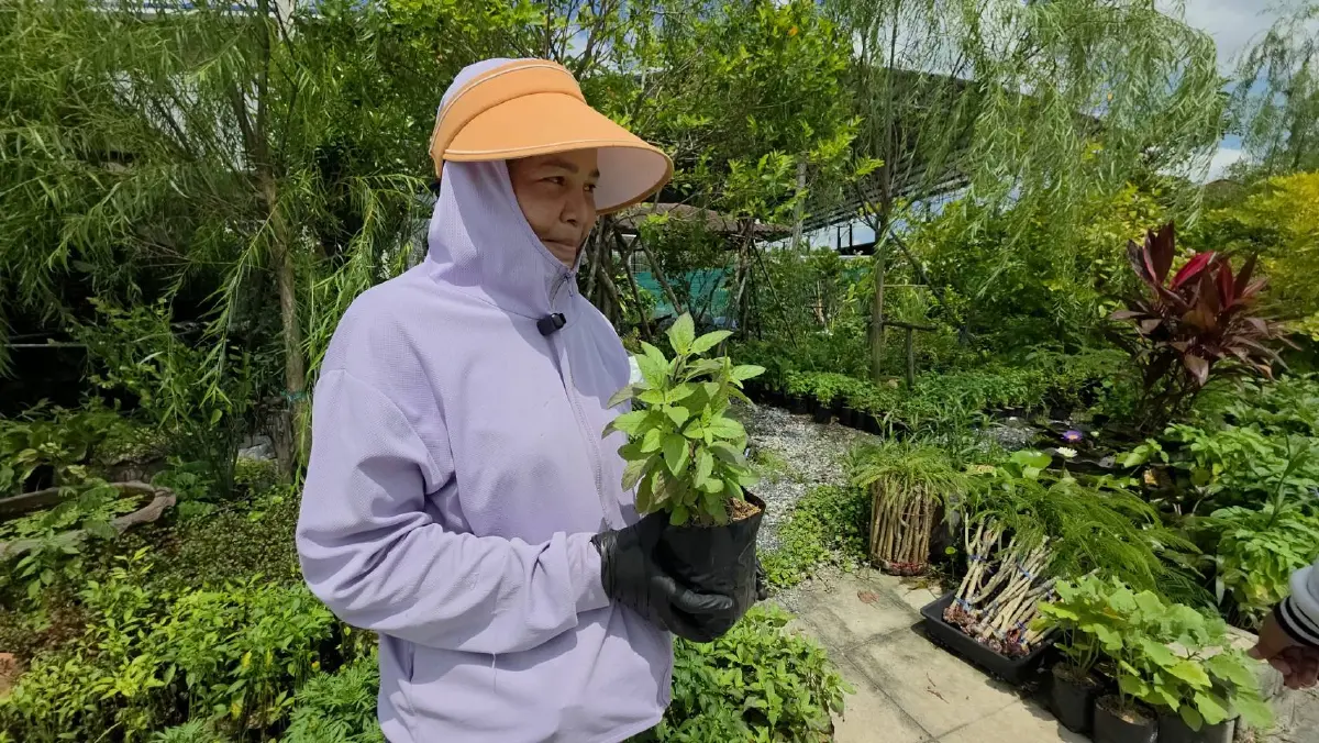 กระทรวงเกษตรฯ ยัน กะเพรา ปลูกกิน-ขายได้ปกติ จดคุ้มครองแค่พันธุ์วิจัยใหม่ ไม่กระทบพันธุ์พื้นเมือง