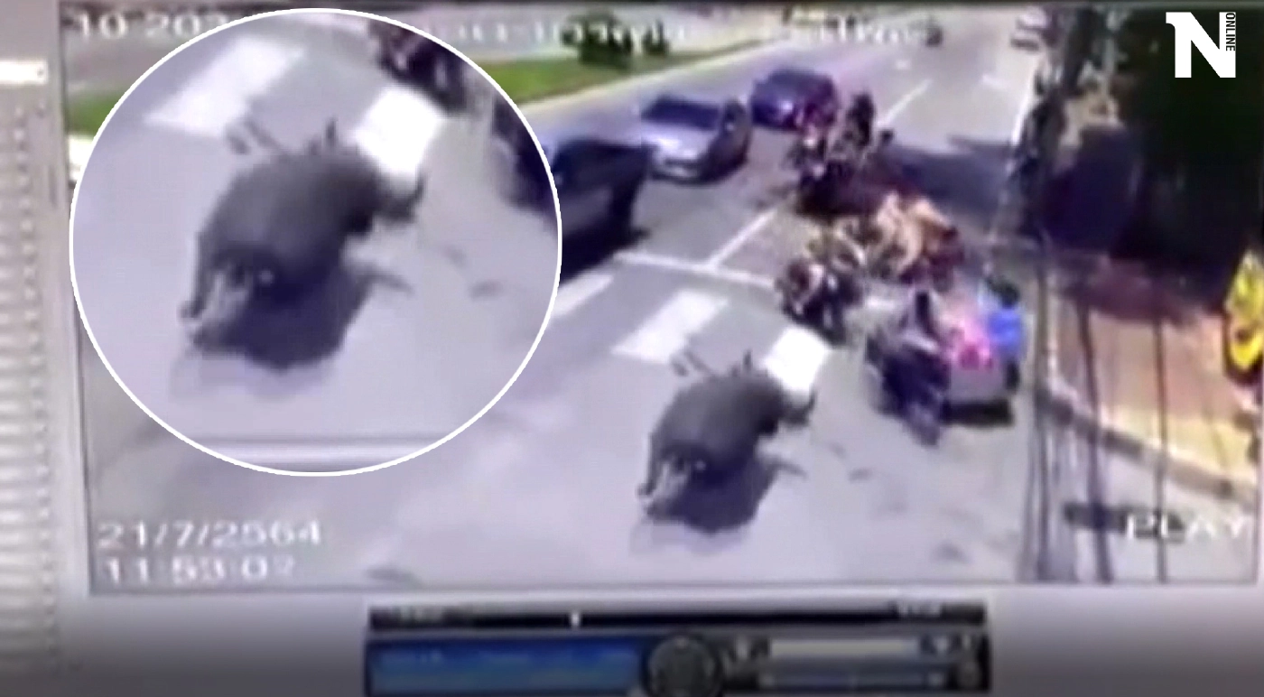 หนีกันจ้าละหวั่น!! ควายหลุดไล่ขวิดคนกลางสี่แยกเมืองนราธิวาส