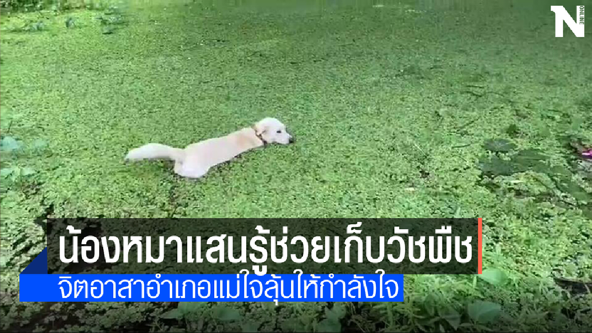 น่าเอ็นดู!!! หมาวัดแสนรู้ว่ายน้ำช่วยเก็บวัชพืชในลำน้ำ
