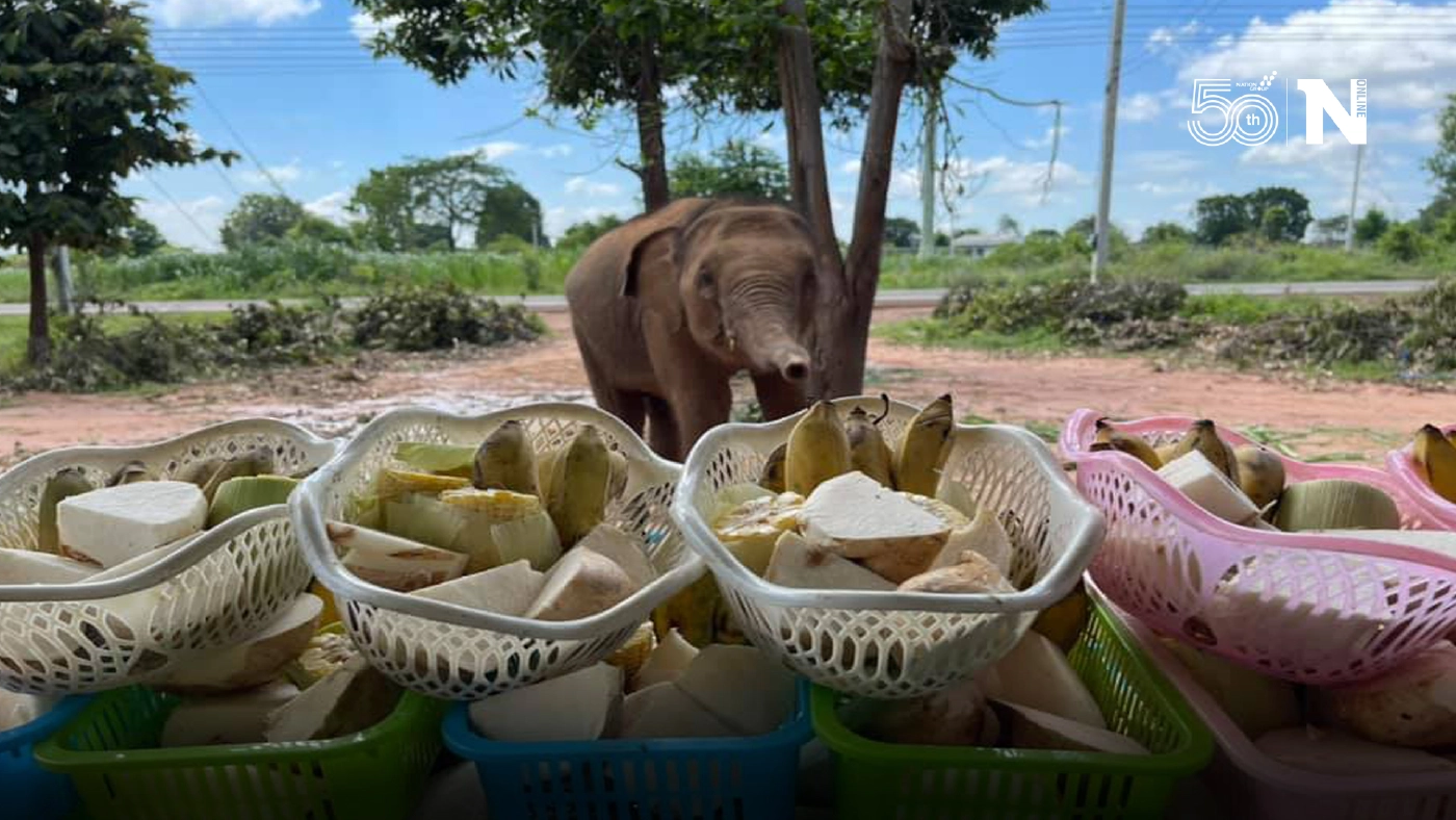 ผุดไอเดียเปิดแสดงไลฟ์ผ่านยูทูป ขายผลไม้ออนไลน์หารายได้เลี้ยงช้าง ผุดไอเดียเปิดแสดงไลฟ์ผ่านยูทูป ขายผลไม้ออนไลน์หารายได้เลี้ยงช้าง