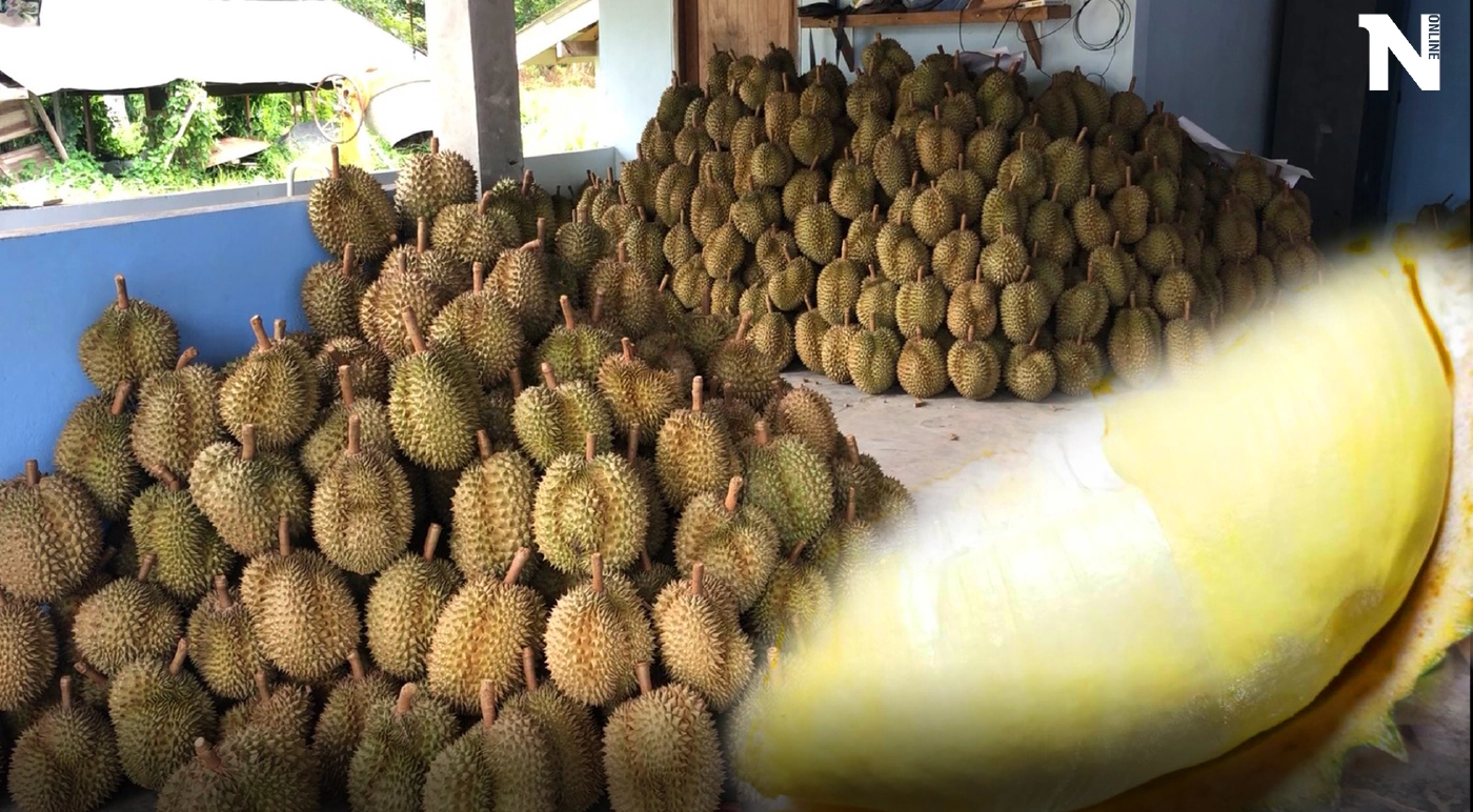 ล็อกดาวน์ชายแดนใต้ฉุดราคา"ทุเรียน-มังคุด"