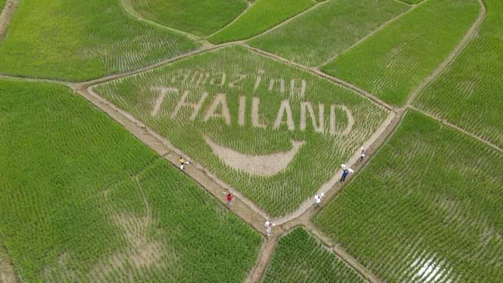 เลยรังสรรค์ “ศิลปะบนนาข้าว” สร้างจุดเช็กอินที่นาแห้ว