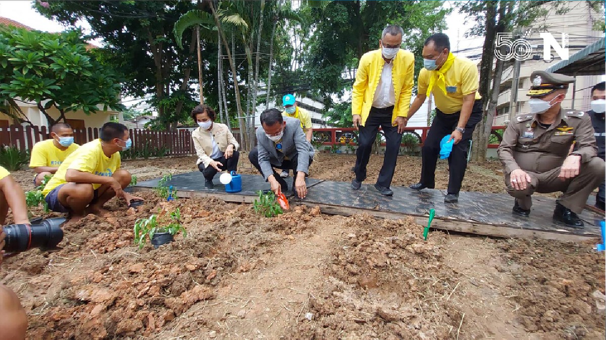 รมว.ยุติธรรมนำร่อง-ปลูก"ฟ้าทะลายโจร"2,000 ต้นป้องกันโควิด