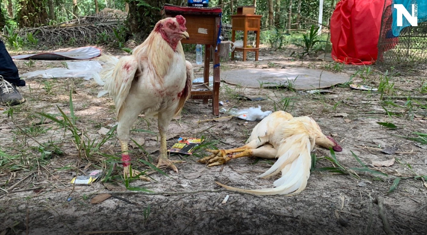 ทะลายบ่อนไก่ชนกลางสวนปาล์ม นักพนันกระเจิงทิ้งซากไก่ดูต่างหน้า