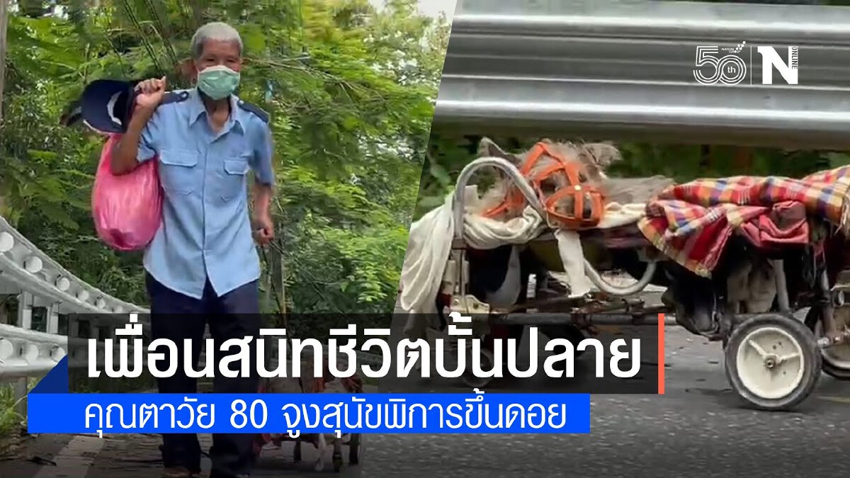 เพื่อนสนิทชีวิตบั้นปลายคุณตาวัย 80 จูงสุนัขพิการขึ้นดอย เพื่อนสนิทชีวิตบั้นปลายคุณตาวัย 80 จูงสุนัขพิการขึ้นดอย