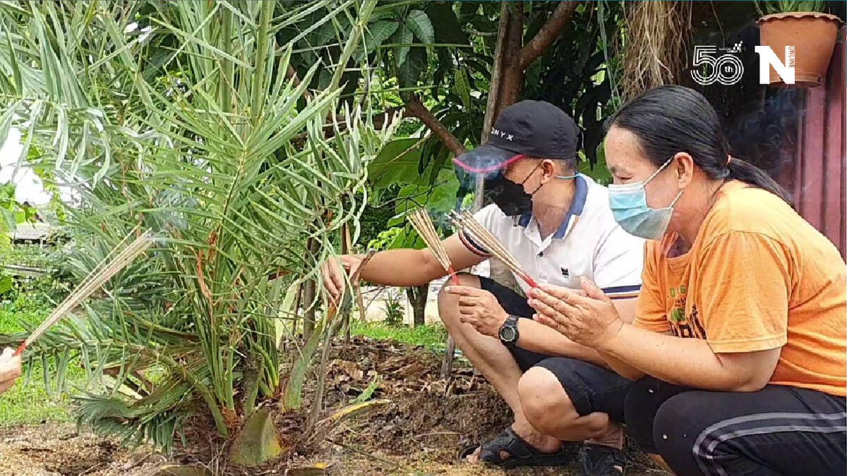 ชาวพะเยาแห่กราบไหว้-ขอโชคลาภ"เศียรพญานาค"โผล่ต้น“อินทผลัม”