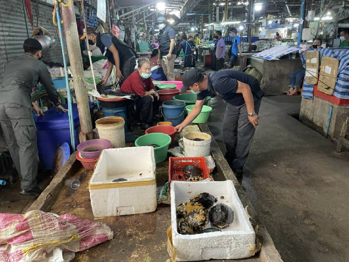 พลเมืองดีแจ้งเบาะแสจับแม่ค้าขายเต่านาสัตว์ป่าคุ้มครอง 