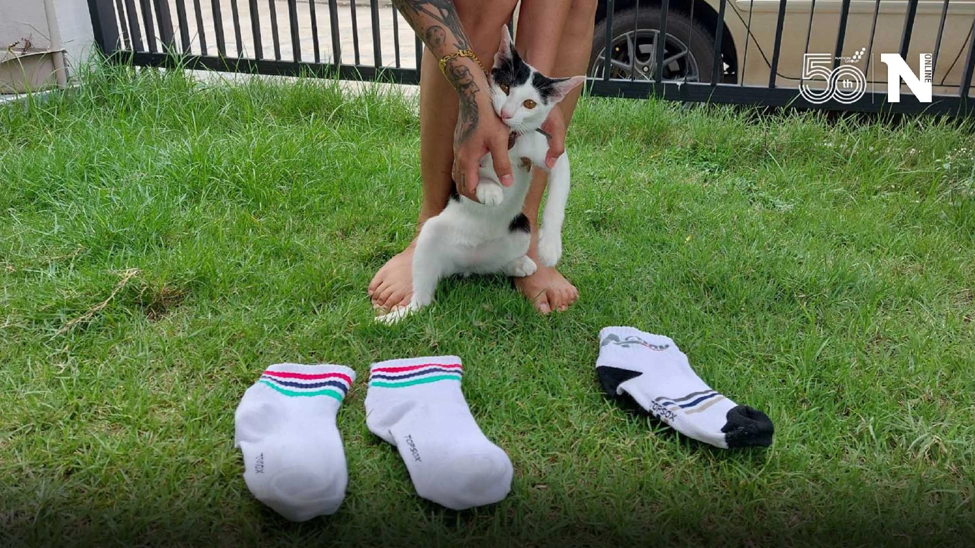 แมวขโมย ! หลักฐานคาปาก คาบถุงเท้าตอบแทนทาส หวั่นบ้านเป็นซ่องโจร